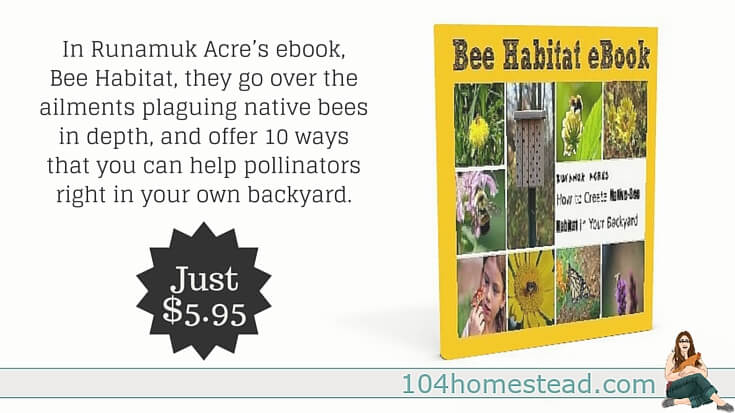 Native bee populations are suffering.They refer to it as Colony Collapse Disorder. You can help by planting native bee-friendly flowers.