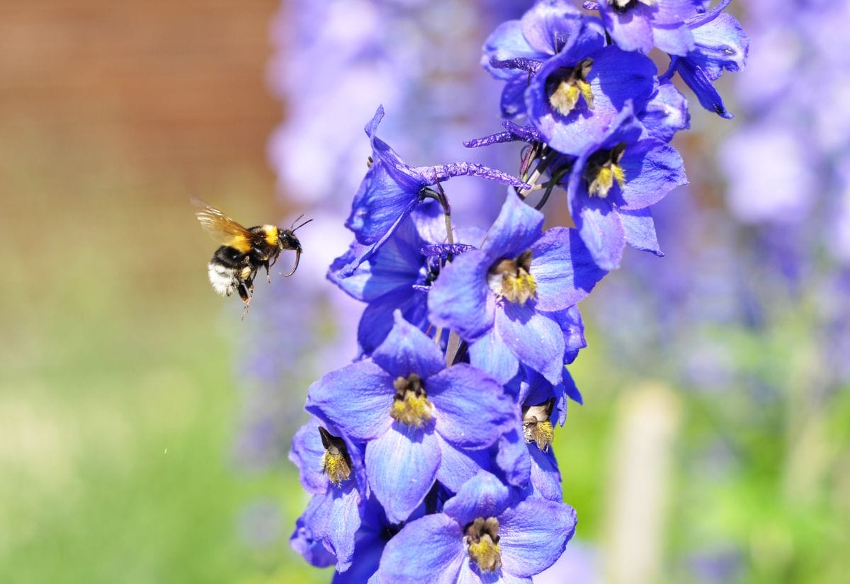 A bumblebee in flight approaching vibrant purple wildflowers in a meadow.