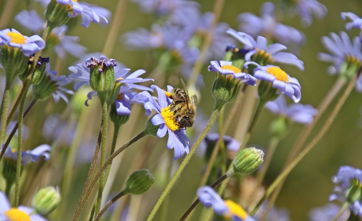 A honeybee pollinating light purple daisies with yellow centers in a wildflower meadow.