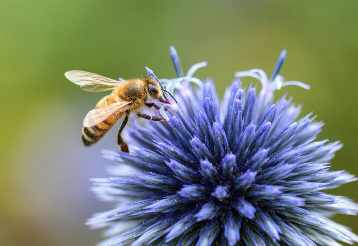 A honeybee collecting nectar from a spiky blue globe thistle flower.