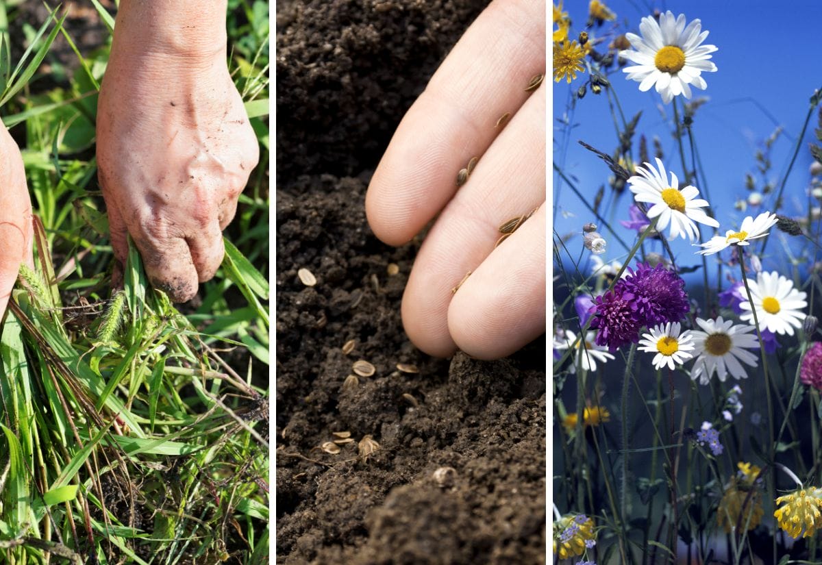 A collage showing hands pulling weeds, sowing seeds into soil, and blooming wildflowers.