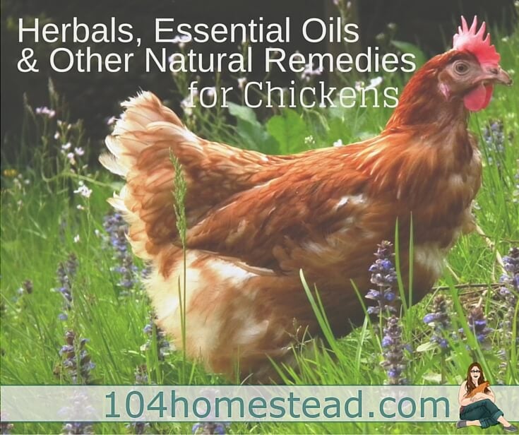 Herbals, Essential Oils & Natural Remedies for Chickens