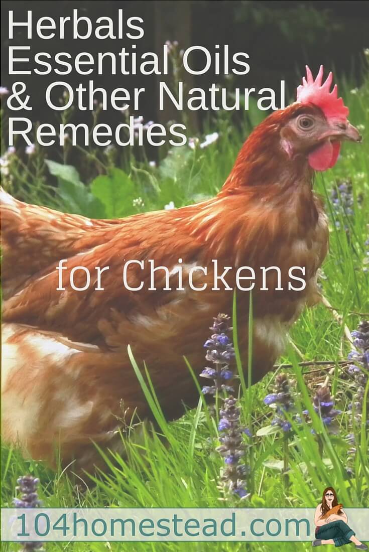 What my chickens consume, my family consumes. That's why I prefer to try herbals, essential oils, and natural remedies before bringing out the big guns.