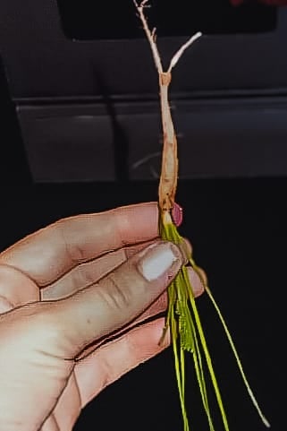 A hand holding a small, thin root vegetable or plant start with sparse greens and a misshapen root, suggesting a failed harvest.