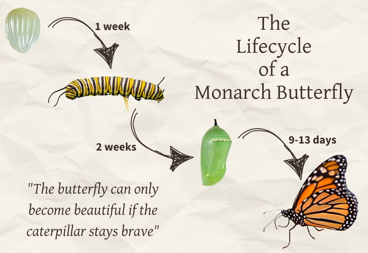 A lifecycle diagram of a monarch butterfly showing its stages from egg to caterpillar, chrysalis, and butterfly with labeled timelines.