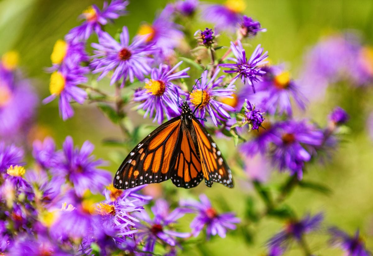 A monarch butterfly perched on vibrant purple aster flowers, surrounded by greenery.