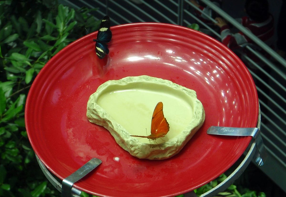 A simple butterfly watering station with a red dish, water, and pebbles, surrounded by green foliage.