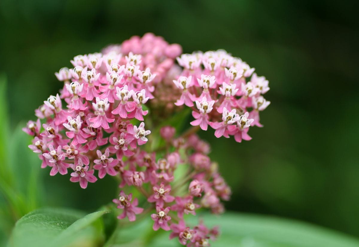 A close-up of pink swamp milkweed flowers in full bloom.