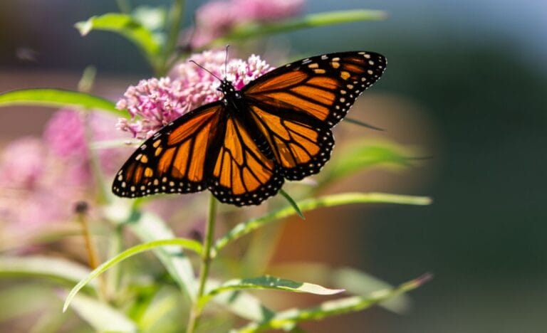 A monarch butterfly resting on pink swamp milkweed flowers in a sunlit garden.