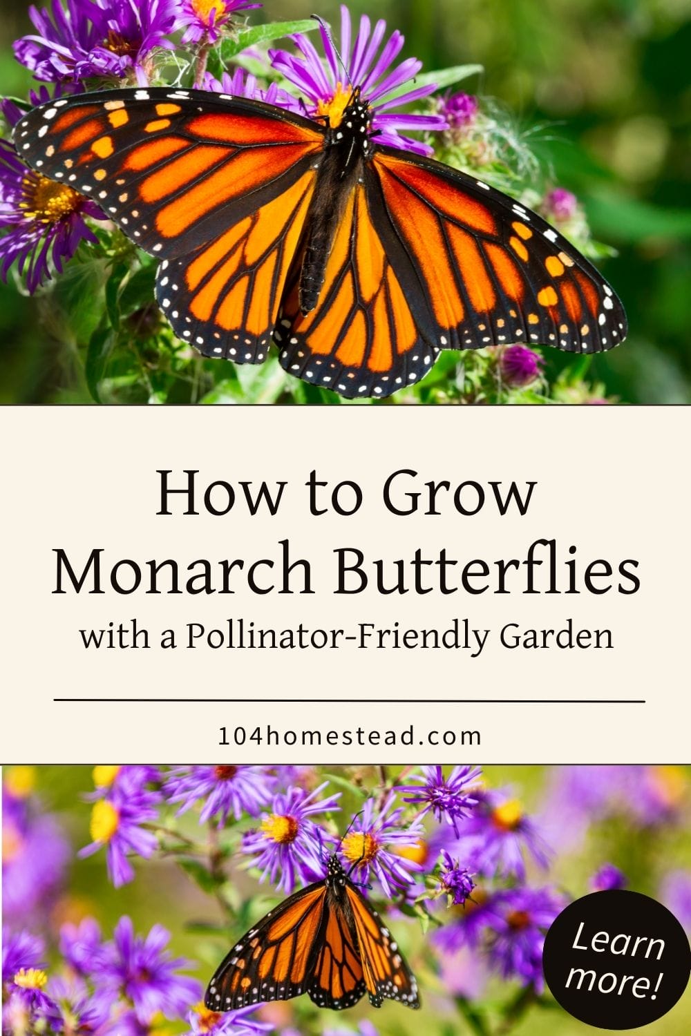 A vibrant monarch butterfly perched on purple asters, surrounded by lush greenery in a pollinator garden.