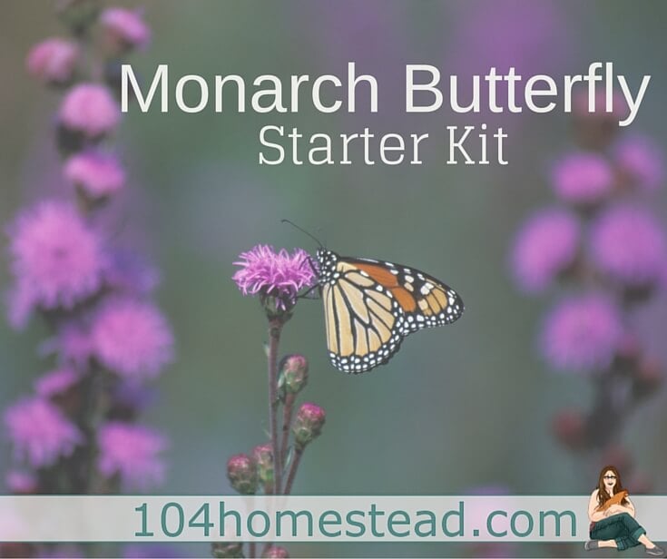 Regardless of the size of your homestead, you can create a Monarch habitat by providing food, water, cover, and a place for the caterpillars to grow.