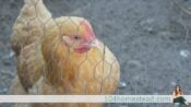 Adding Started Pullets to Your Flock