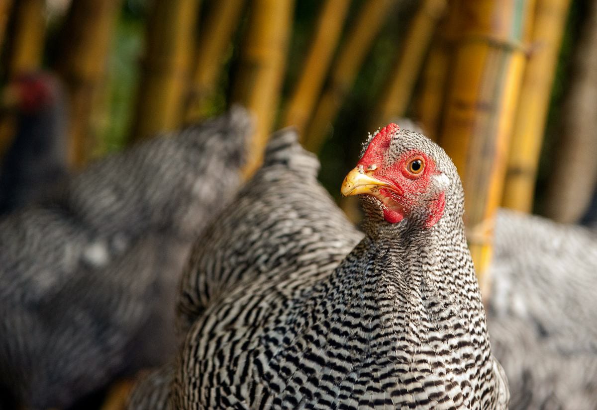 Close-up of a mature Barred Rock hen with a bright red comb and wattles.