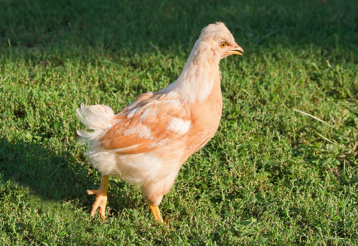 A light brown pullet walking through a grassy yard, captured in early morning sunlight.