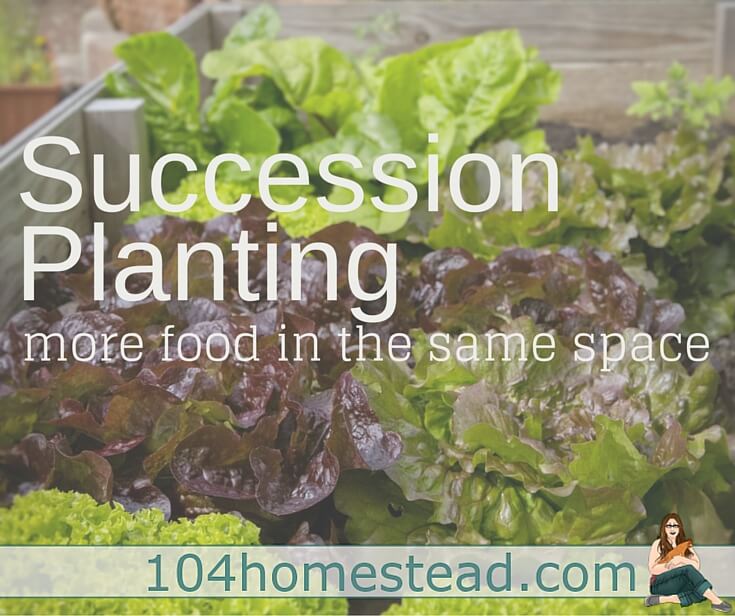 Succession Planting: Growing More In the Same Space