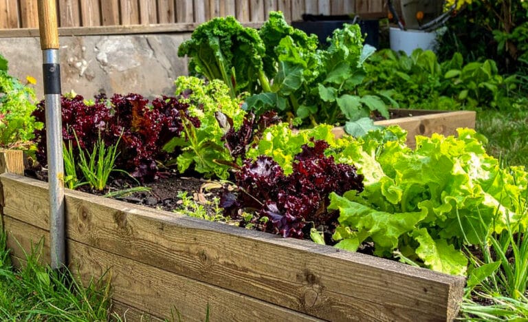 Wooden raised garden bed filled with leafy vegetables including green leaf lettuce, red lettuce, kale, and young greens growing in rich soil, with additional raised beds and vegetables visible in the background.