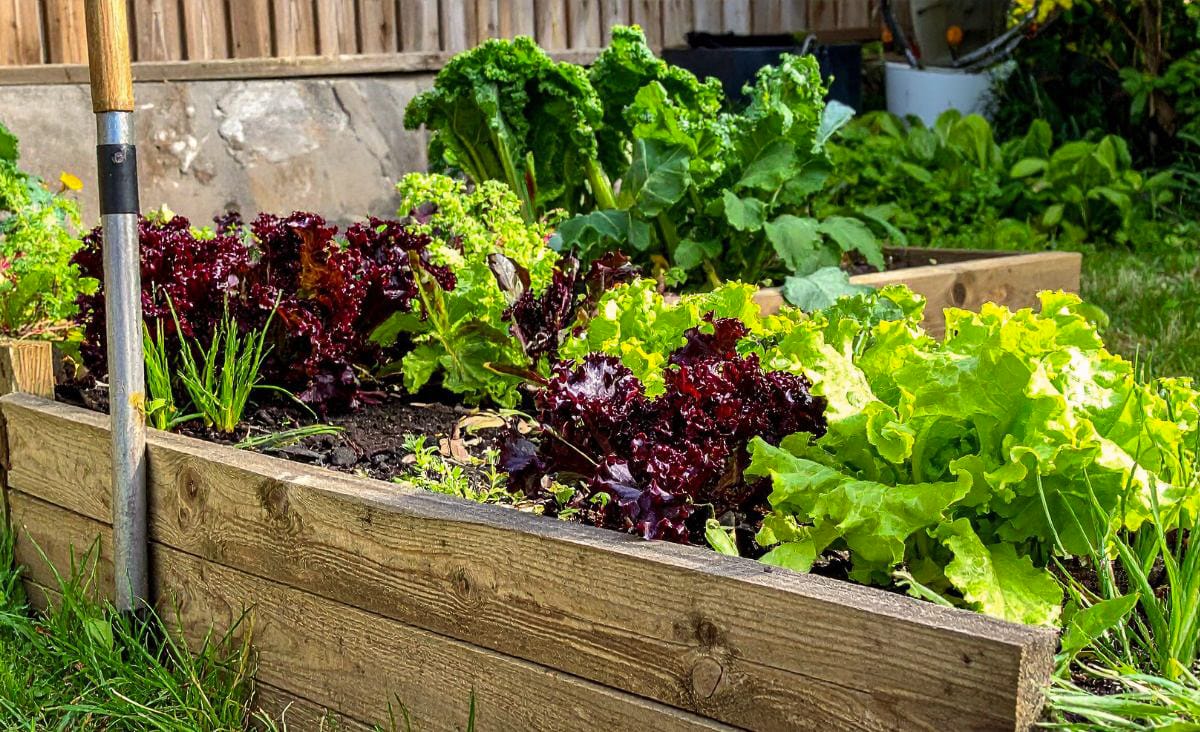 Wooden raised garden bed filled with leafy vegetables including green leaf lettuce, red lettuce, kale, and young greens growing in rich soil, with additional raised beds and vegetables visible in the background.