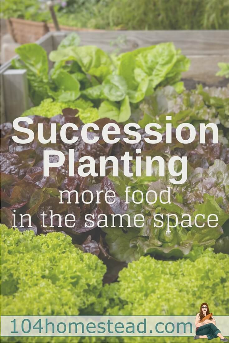 Succession planting is basically growing one crop after another. It's easy in warm climates, but even those of us up in Maine can do it.