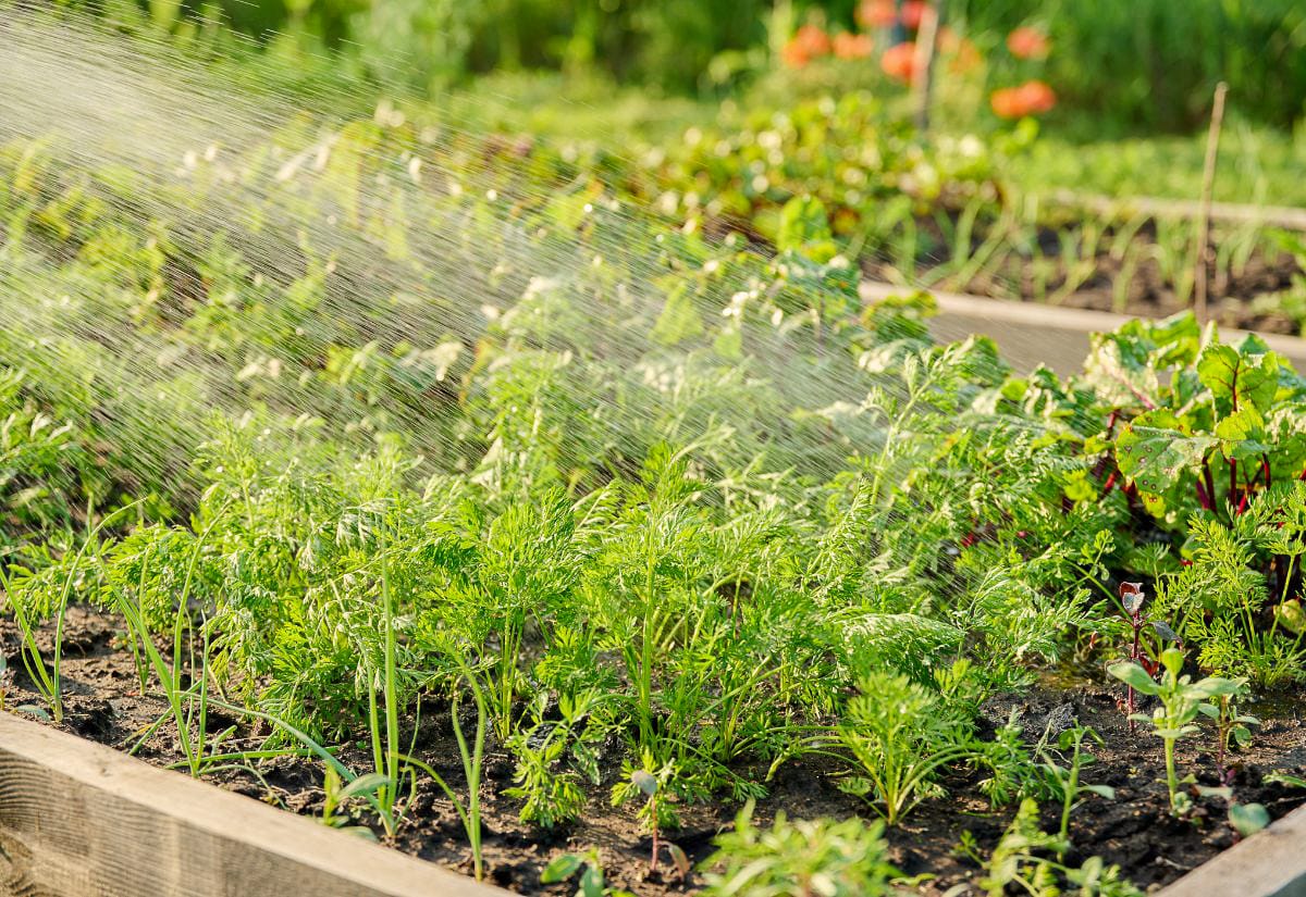 Vegetable garden bed being watered with a sprinkler, with rows of carrots, onions, and leafy greens growing in dark soil inside a wooden raised bed.