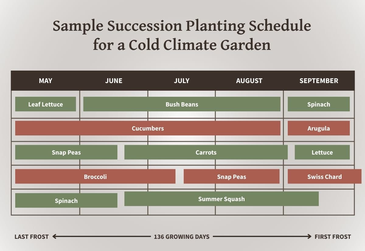 Chart titled “Sample Succession Planting Schedule for a Cold Climate Garden” showing crop timing from May through September with crops like lettuce, bush beans, cucumbers, carrots, broccoli, spinach, and squash aligned with a 136-day growing season.