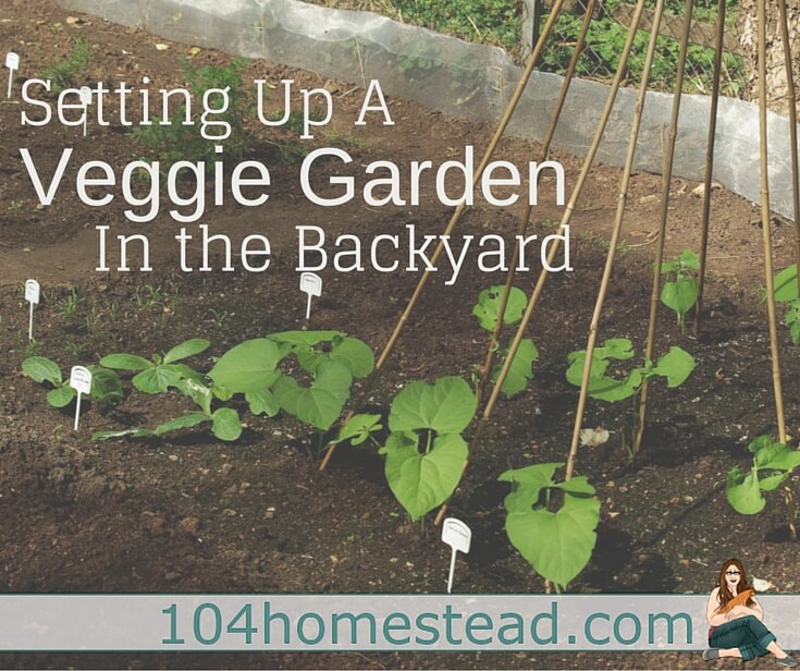 Setting Up a Veggie Garden in the Backyard