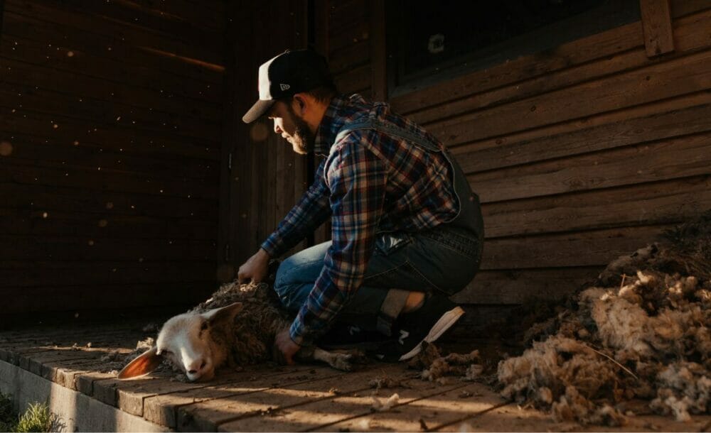 A man shearing a sheep.