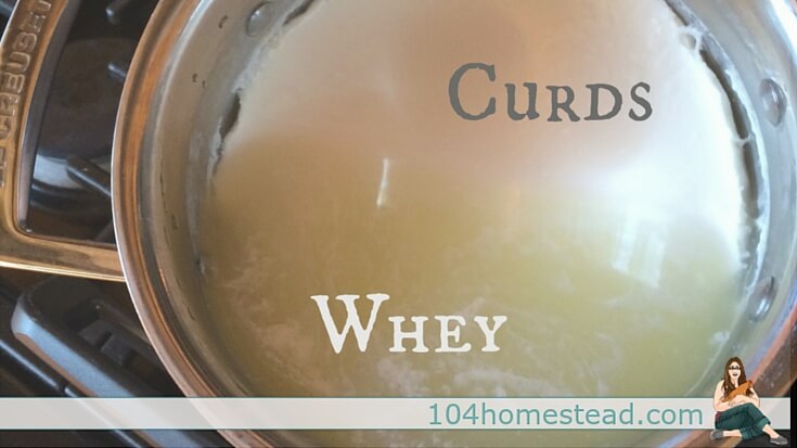 Curds and whey separating in a large pot.