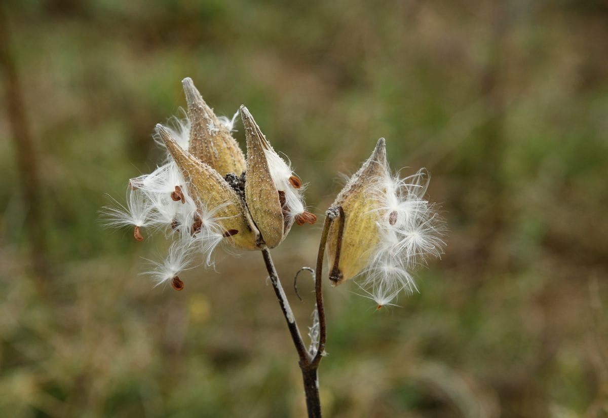 Dry milkweed pods splitting open, releasing fluffy seeds into the air.