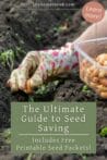 A gardener wearing floral gloves harvesting onion bulbs, preparing them for seed saving, with a container of saved seeds nearby.