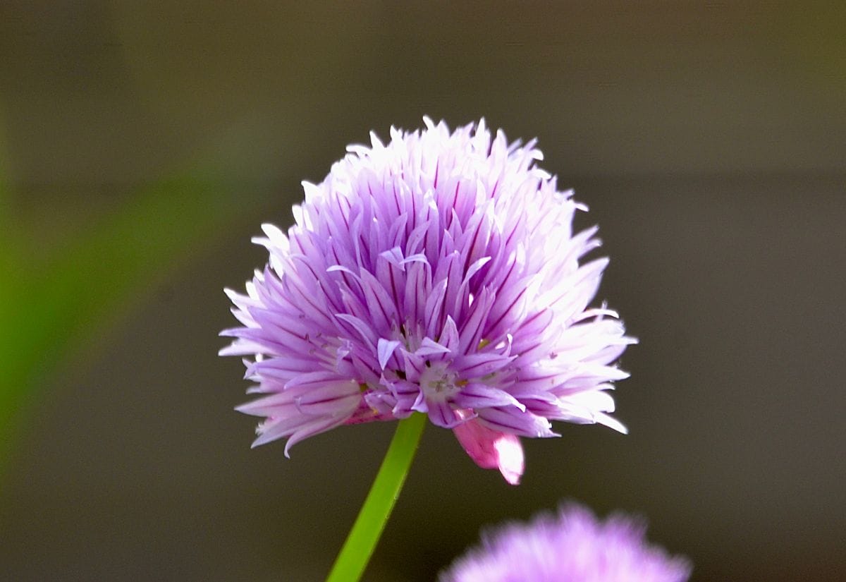 A close-up of a blooming purple chive flower, ready to produce seeds.