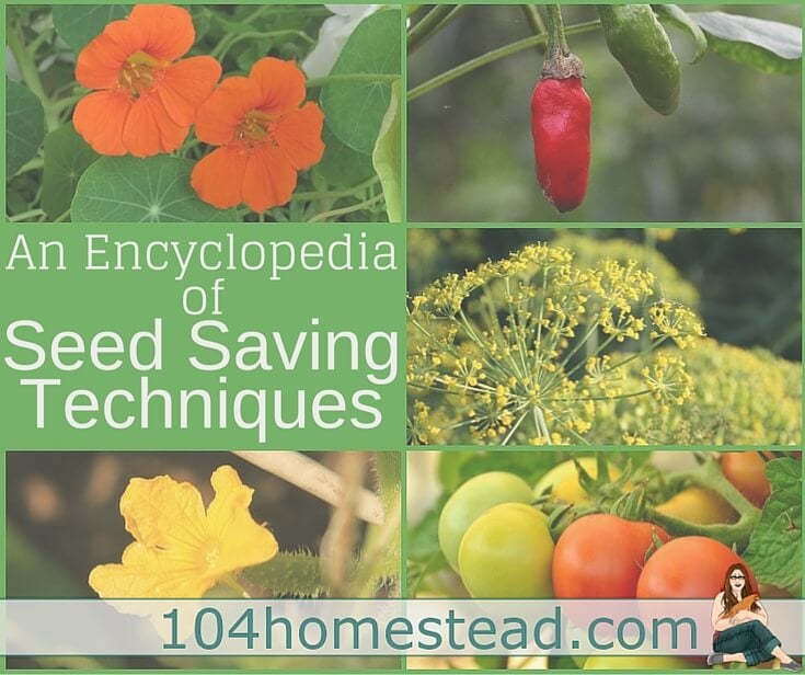 A resource for everything you could need to know about seed saving, from vegetables to herbs to flowers. Learn how to properly save seeds.