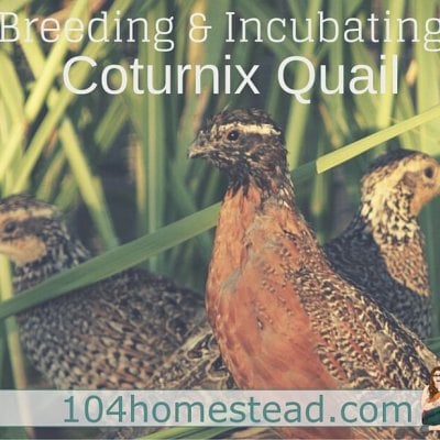 How to Incubate and Brood Coturnix Quail