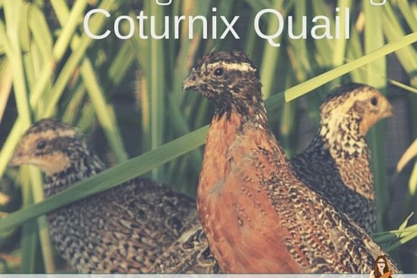 The internet would have you believe that incubating and brooding Coturnix quail is difficult. I'm here to let you in on a secret... it's not.
