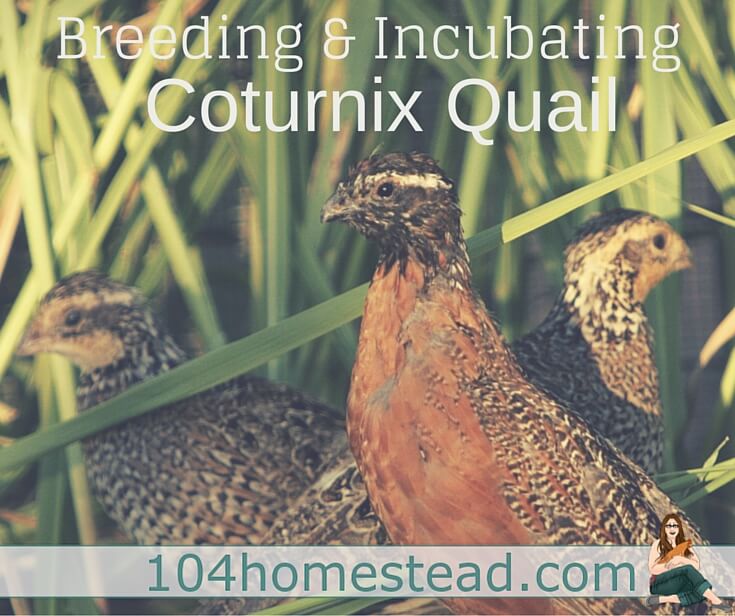 The internet would have you believe that incubating and brooding Coturnix quail is difficult. I'm here to let you in on a secret... it's not.