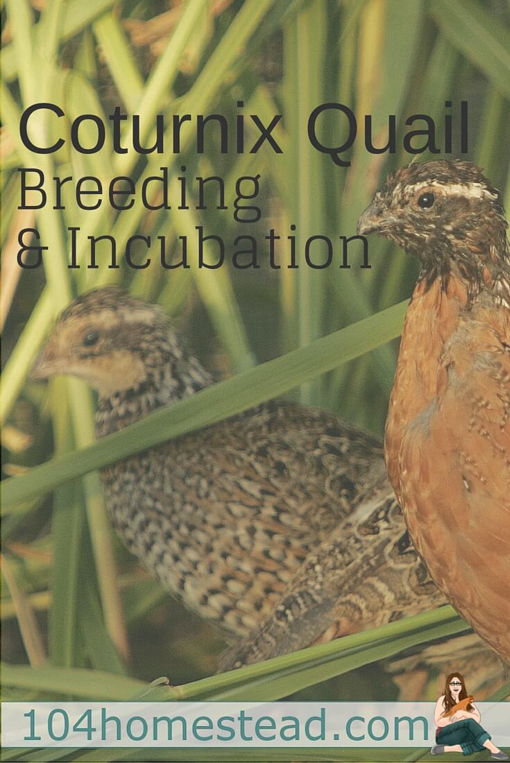 How To Incubate And Brood Coturnix Quail