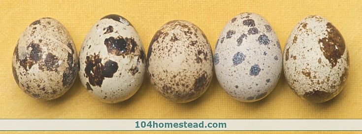 Quail eggs are very small and you often set a bunch at a time, so it helps to mark them so you can confirm you've turned them all. An egg turner with quail rails makes this even easier!