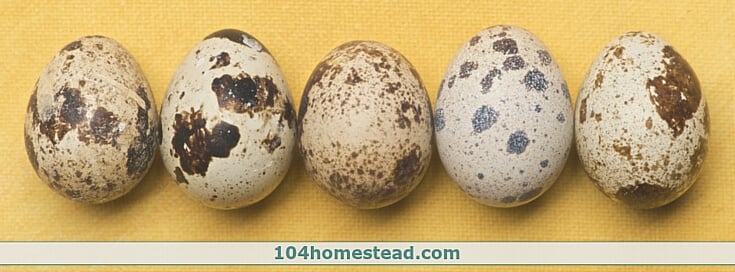 How to Incubate and Brood Coturnix Quail