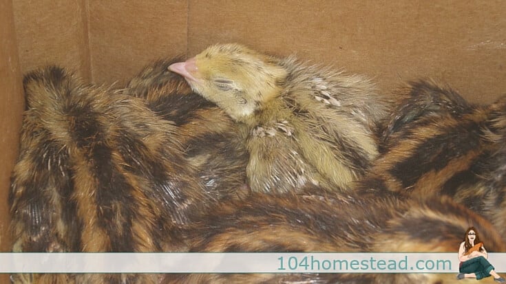 The internet would have you believe that incubating and brooding Coturnix quail is difficult. I'm here to let you in on a secret... it's not.