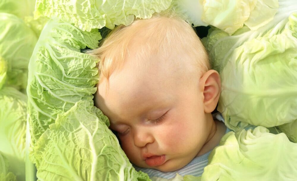 An older baby asleep in a bed of cabbage leaves.