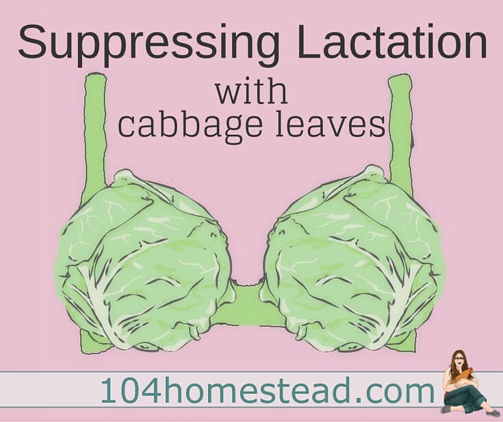 Cabbage Leaves For Postpartum Breast Engorgement