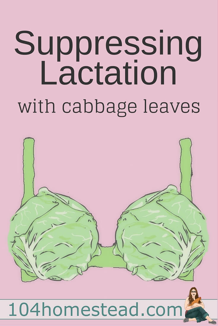 Solo un'altra cosa hippie new-age? Chiedete a vostra nonna cosa le veniva consigliato. Le foglie di cavolo sono state usate per sopprimere la lattazione per secoli.