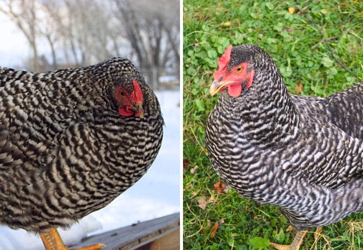 Side-by-side comparison of two barred chickens, with a Dominique on the left showing a low rose comb and a Barred Plymouth Rock on the right showing a taller single comb.