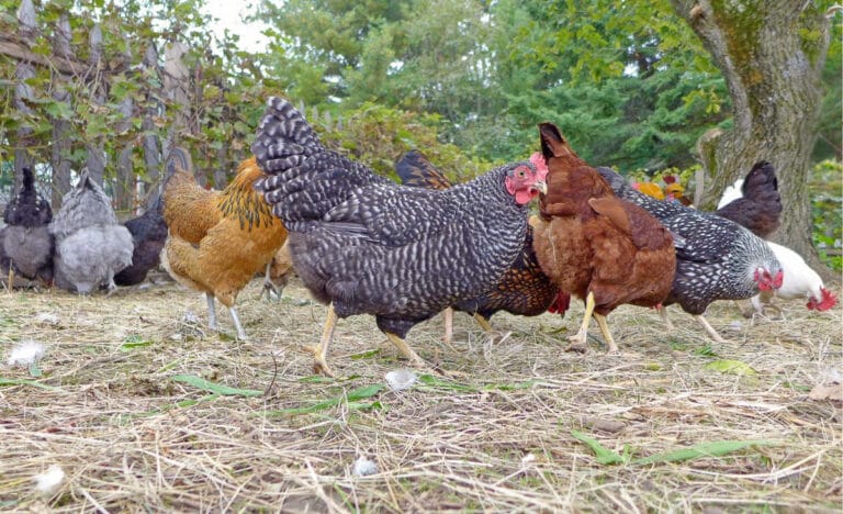 A mixed backyard chicken flock foraging on straw-covered ground under trees, including barred, buff, black, speckled, red, and white hens with different feather colors and patterns.