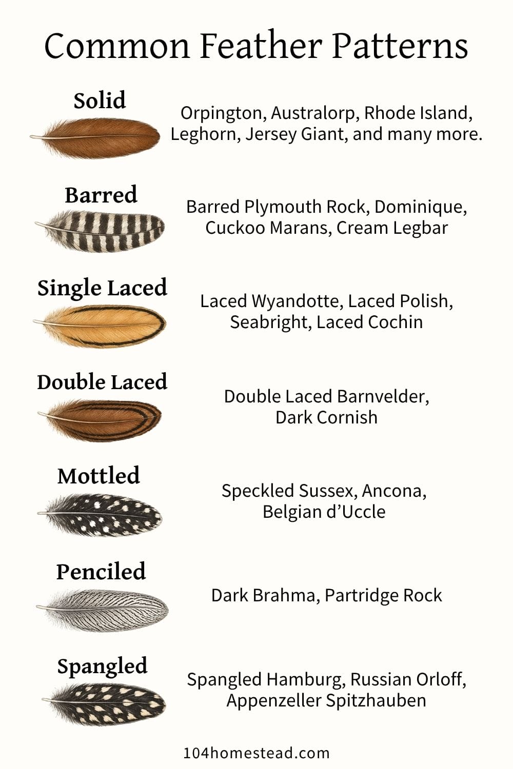 Illustrated chart of common chicken feather patterns showing solid, barred, single laced, double laced, mottled, penciled, and spangled feathers with example chicken breeds for each pattern.