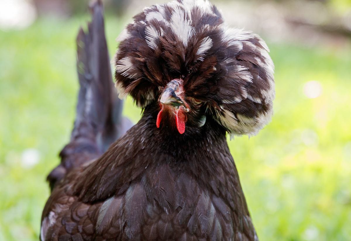Close-up of a black Polish chicken with a large rounded black-and-white feather crest covering much of its head, showing a small red wattle and dark body feathers.