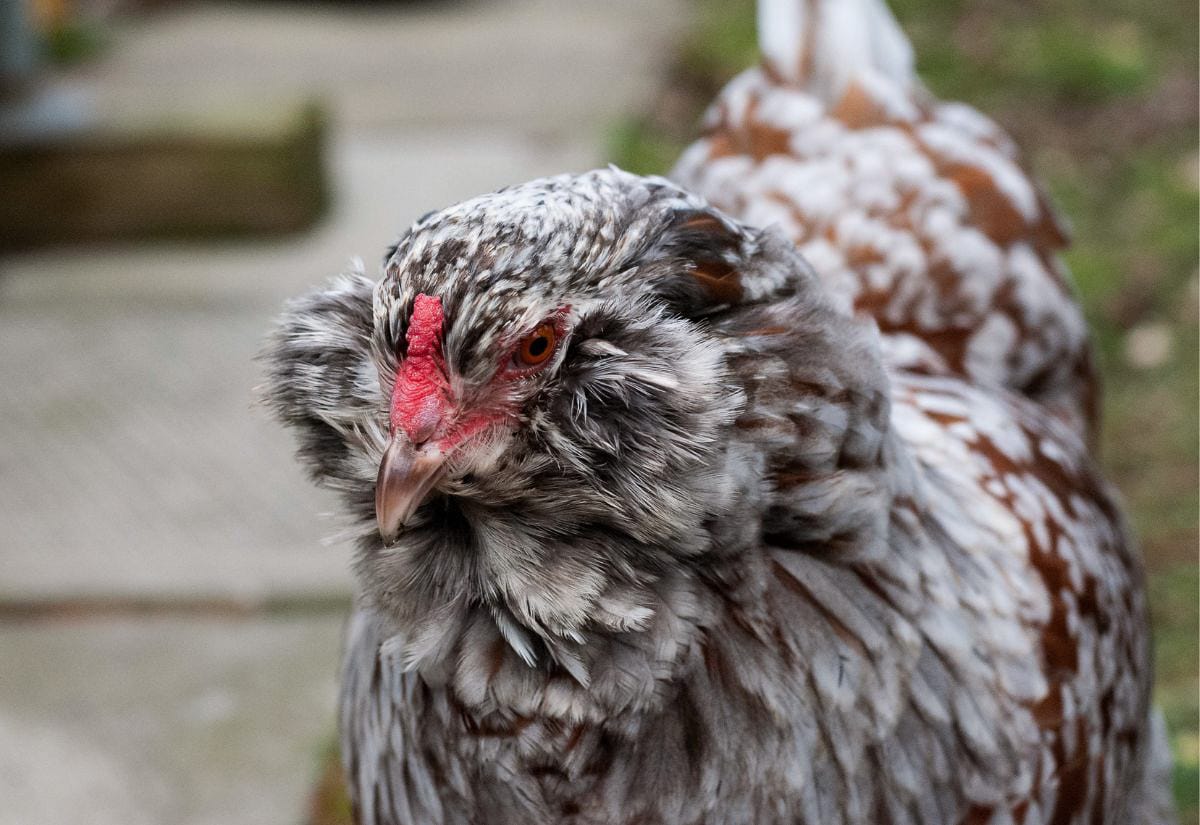 Close-up of an Easter Egger chicken with a small red pea comb, fluffy gray cheek muffs, a beard under the beak, and mottled gray and brown feathering.