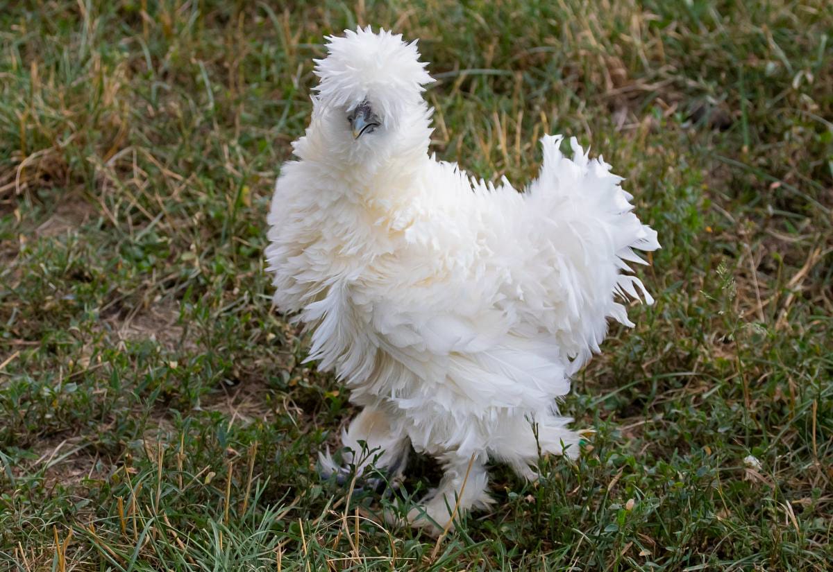 A white Silkie chicken standing in grass, showing fluffy hair-like feathers, a rounded crest, feathered legs, blue-gray skin, and a soft rounded body shape.