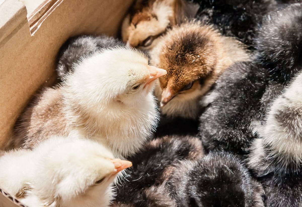 Close-up of assorted baby chicks in a cardboard shipping box, including cream, brown, black, and striped chicks huddled together with downy feathers.