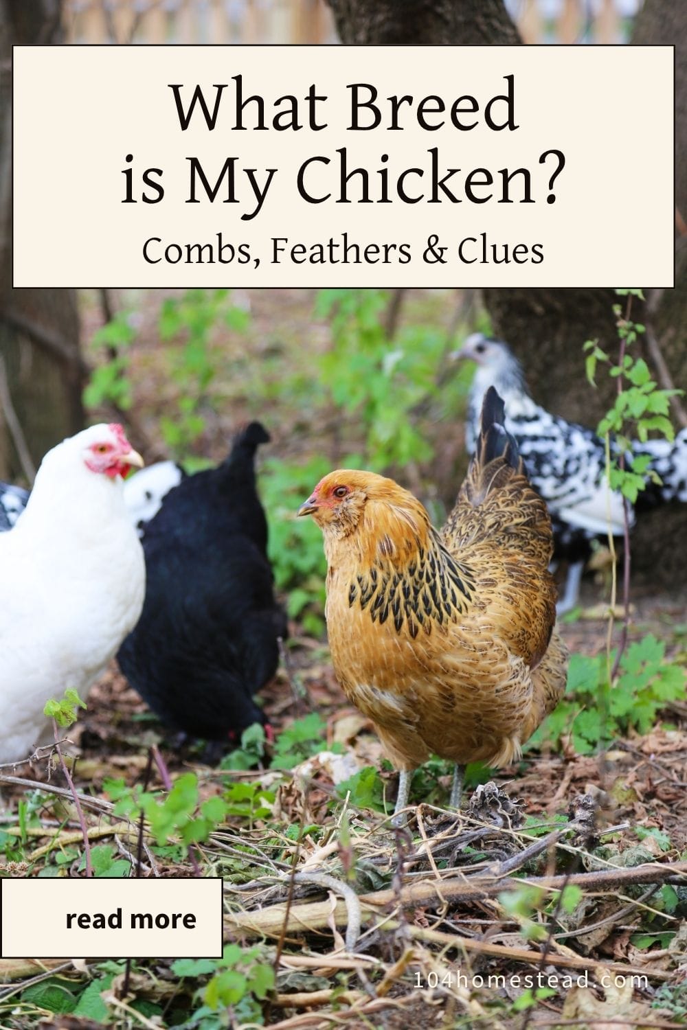 Pinterest pin graphic featuring backyard chickens with the text “What Breed is My Chicken? Combs, Feathers & Clues,” designed to promote a chicken breed identification guide.