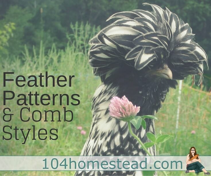 How to Find Out What Breed Your Chicken Is: Feather Patterns & Comb Styles